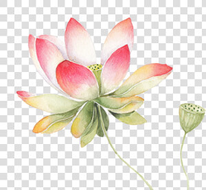 Transparent Lotus Png   Watercolor Transparent Background Lotus Flower Png  Png Download