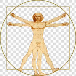 Vitruvian Man Png Transparent  Png Download