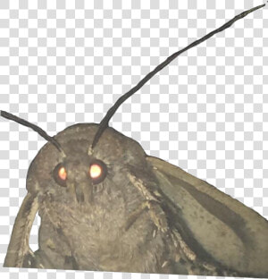 Glowing Eyes Meme Png   Moth Lamp Meme Transparent  Png Download