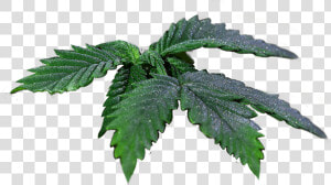 Transparent Real Weed Leaf Png   Elm  Png Download