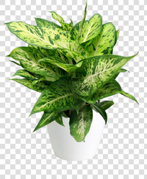 Flowerpot  HD Png Download