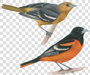 Baltimore Oriole  HD Png Download