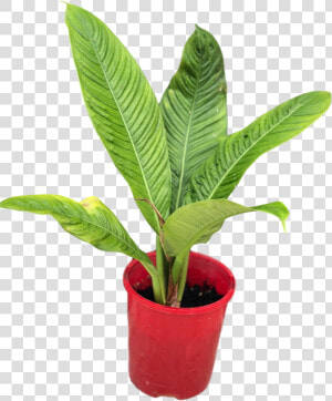 Transparent Philodendron Png   Philodendron Lynette  Png Download