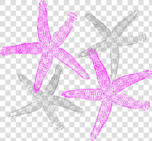 Starfish Prints Svg Clip Arts   Clipart Star Fish  HD Png Download