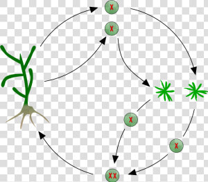 Kelp Life Cycle   Life History Of Kelps  HD Png Download