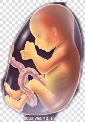  baby  fetus  fetus5 Months  freetoedit   Baby 5 Months Fetus  HD Png Download