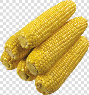 Grab And Download Corn Png Image   Corn On The Cob No Background  Transparent Png