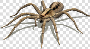 Australian Spiders Goliath Birdeater Wolf Spider Delena   Spider Legs Side View  HD Png Download