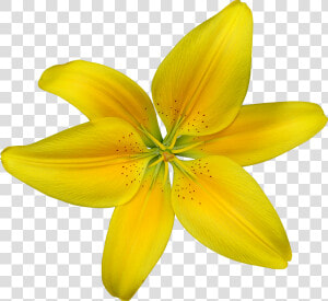 Dwarf Day Lily  HD Png Download