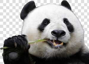 Eating Panda   Panda Transparent  HD Png Download