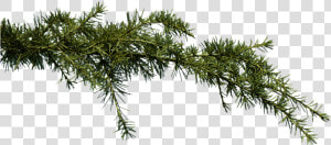 Fir  Branch  Conifer  Pine  Clipping  Png  Graphics   Transparent Background Pine Branch Png  Png Download