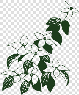 Dogwood Tree Drawing 6  Buy Clip Art   Flowers And Leaf Art Clipart  HD Png Download