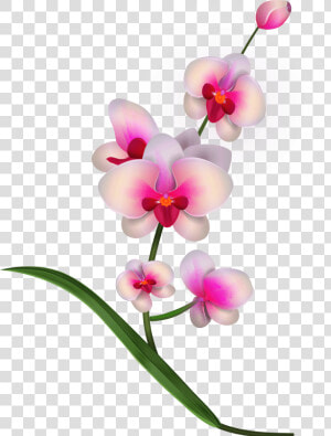 Pink Orchids Png Clipart Transparent Png   Png Download   Clipart Orchid  Png Download