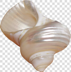 Png Seashells  Transparent Png