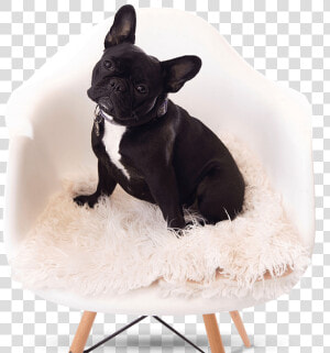 French Bulldog Breeder   French Bulldog  HD Png Download