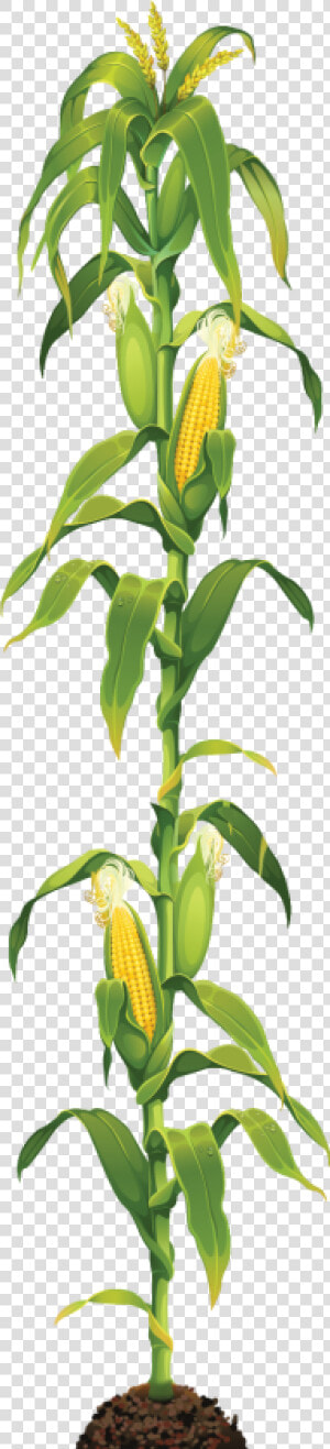 Corn Stalk Png  Transparent Png