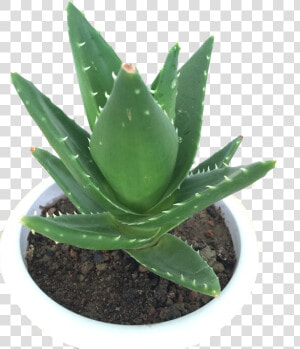 Transparent Indoor Plant Png   Transparent Png Aloe Vera Plant Png  Png Download