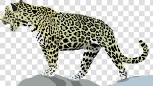 Jaguar  Animal  Cat  Wild  Jungle  Mammal  Feline   Transparent Jaguar Clip Art  HD Png Download