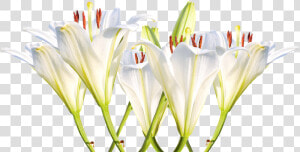 Lilies  White Lilies  Blossom  Bloom  Flower  White   Thinking Of You Lillies  HD Png Download