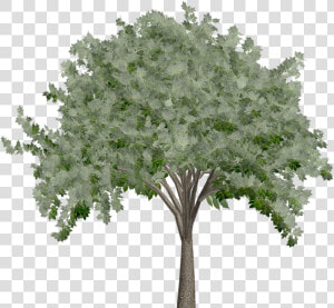 Elm Tree   Oak   Plane tree Family  HD Png Download