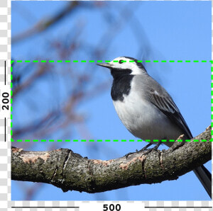 Example Of Min Filter On An Image   Old World Flycatcher  HD Png Download