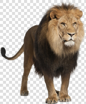 Lion Png Image  Free Image Download  Picture  Lions   Panthera Leo  Transparent Png