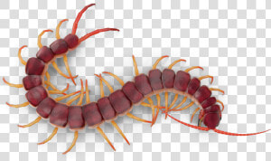 Centipede Transparent  HD Png Download