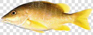 Thumb Image   Snapper With Yellow Fins  HD Png Download