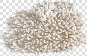 Fungus  HD Png Download