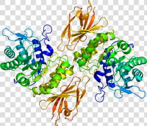 Protein Naga Pdb 3h53   Naga Gene  HD Png Download