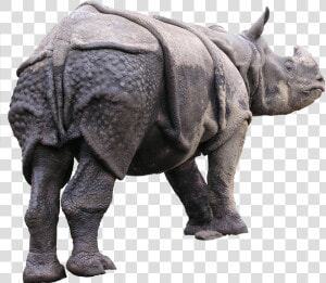 Indian Rhinoceros  HD Png Download