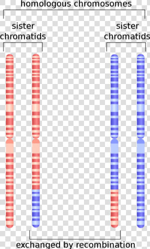 Chromatin Drawing Chromosome Sister Chromatids   Homologous Biology  HD Png Download