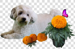 Patch And Marigold Png   Mal shi  Transparent Png