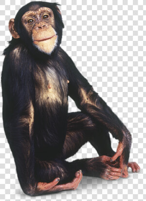 Monkey Png   Chimpanzee Png  Transparent Png