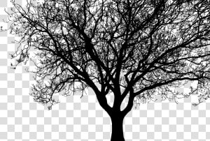 Detailed Tree Silhouette Clip Arts  HD Png Download