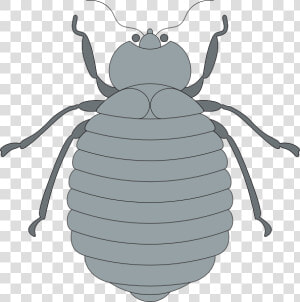 Gray Beetle Svg Clip Arts   Gray Beetle Clipart  HD Png Download