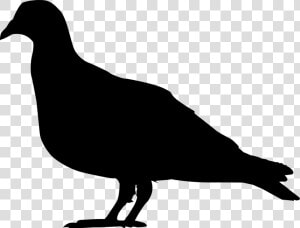 Domestic Pigeon Columbidae Squab Clip Art   Pigeon Silhouette Png  Transparent Png