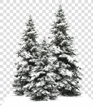  tree  trees  christmas  christmastree  snow  winter   Snow Fir Tree Png  Transparent Png