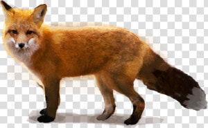 Red Fox   Swift Fox  HD Png Download