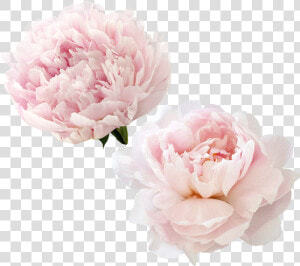 Transparent Peonies Clipart   Transparent Pink Peonies Flower Background  HD Png Download