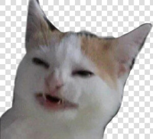  cat  reaction  reactioncat  catreaction  meme  confused   Tag A Friend If They Don T Respond They Owe You A Cat  HD Png Download