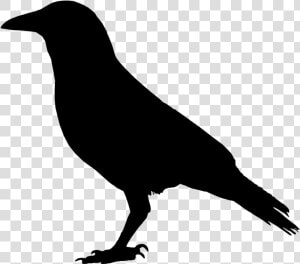 Primitive Crow Clipart Wikiclipart   Black Raven Clip Art  HD Png Download