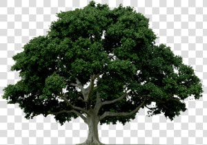 Arbor day   Common Trees Billings Montana  HD Png Download