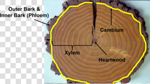 Xylem And Phloem In Tree Rings  HD Png Download