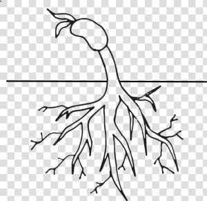 Free Tree With Roots Clipart Black And White Download   Root Clipart Black And White  HD Png Download