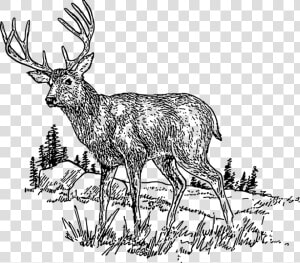 Nature Clipart Deer Whitetailed   Clipart Deer Images Black And White  HD Png Download