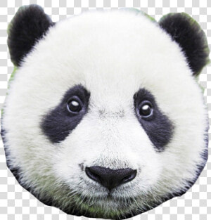  panda  head  face  pandas  pandalove  pandabear  pandabears   Panda Bear Close Up  HD Png Download