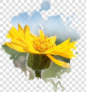 Arnica Flower In Watercolor   Imagenes De Arnica Png  Transparent Png