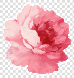  pink  peonies  flower  sticker   Pink Flower Tumblr Png  Transparent Png