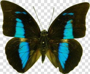 Mariposas Mancha  HD Png Download